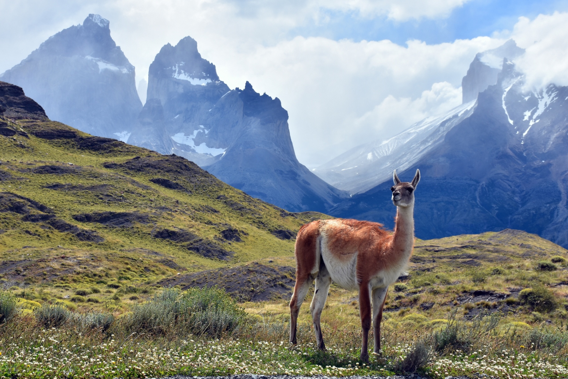 A guanaco on the Patagonian steppe